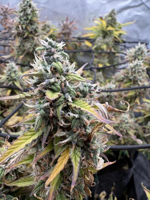 #8 – Gorilla Cookies Auto. Week 10