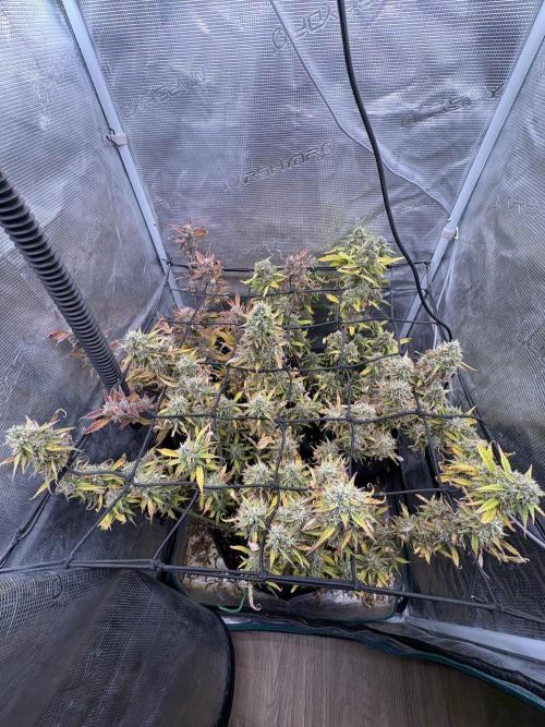 #8 – Gorilla Cookies Auto. Week 10