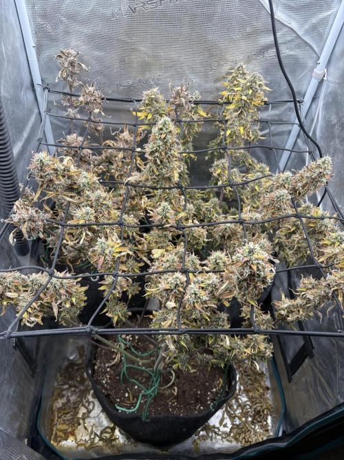 #8 – Gorilla Cookies Auto. Week 11