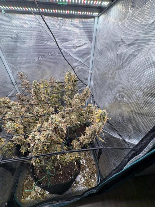 #8 – Gorilla Cookies Auto. Week 11
