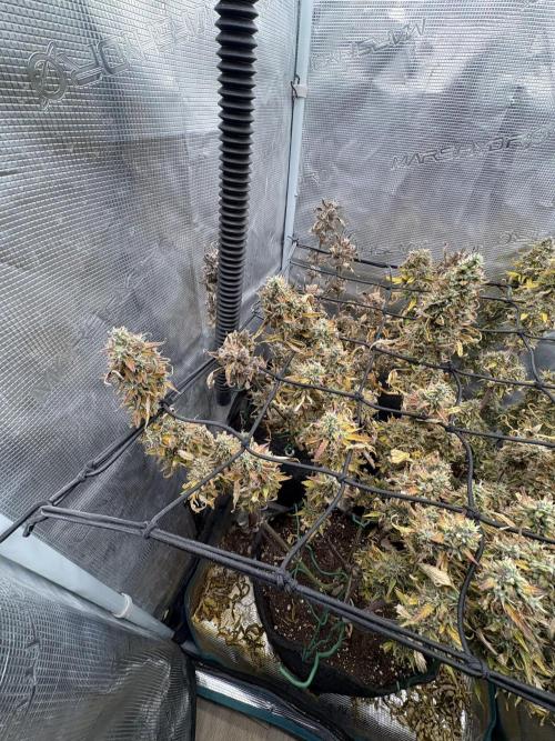 #8 – Gorilla Cookies Auto. Week 11