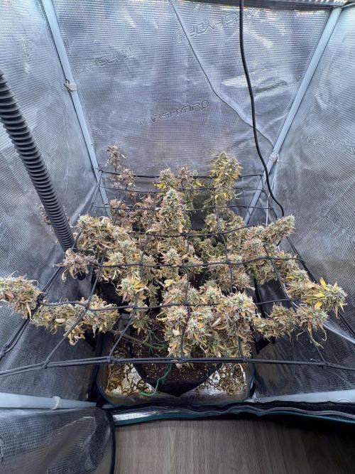 #8 – Gorilla Cookies Auto. Week 11