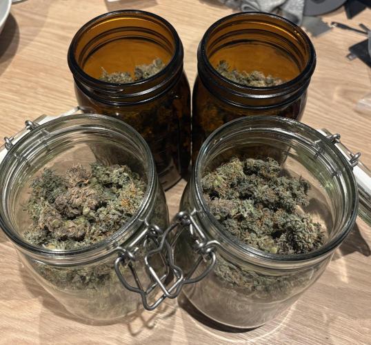 #8 – Gorilla Cookies Auto. Week 11