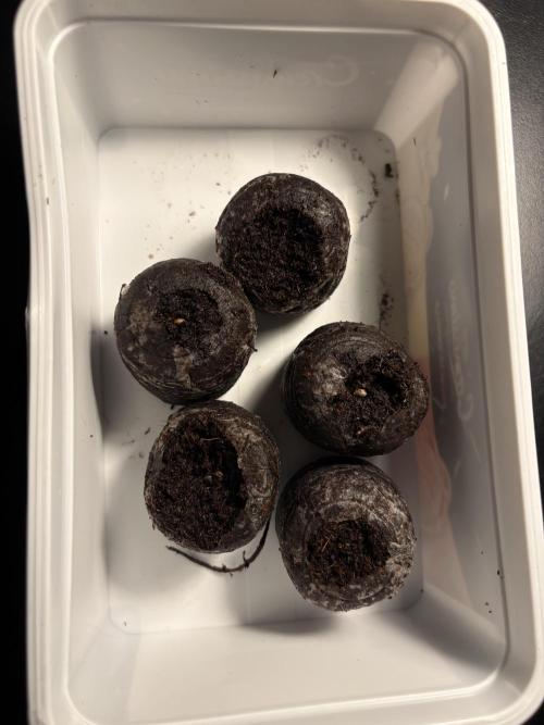 #10 – Mango Runtz. Week 0