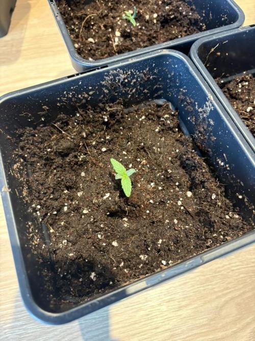 #10 – Mango Runtz. Week 1