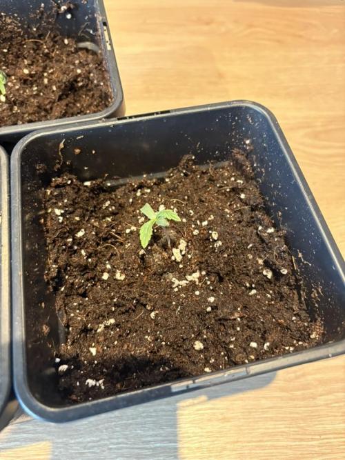 #10 – Mango Runtz. Week 1