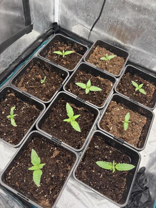 Alien vs. Triangle. Week 1