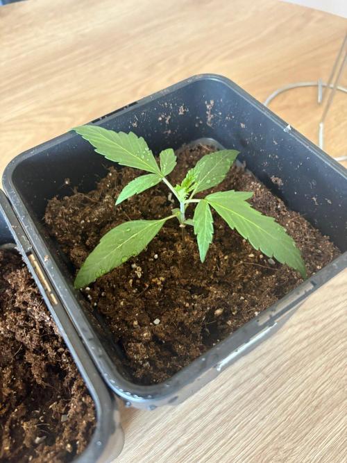 #10 – Mango Runtz. Week 2
