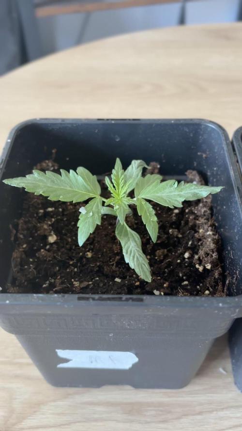 #10 – Mango Runtz