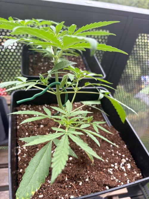 #10 – Mango Runtz. Week 5
