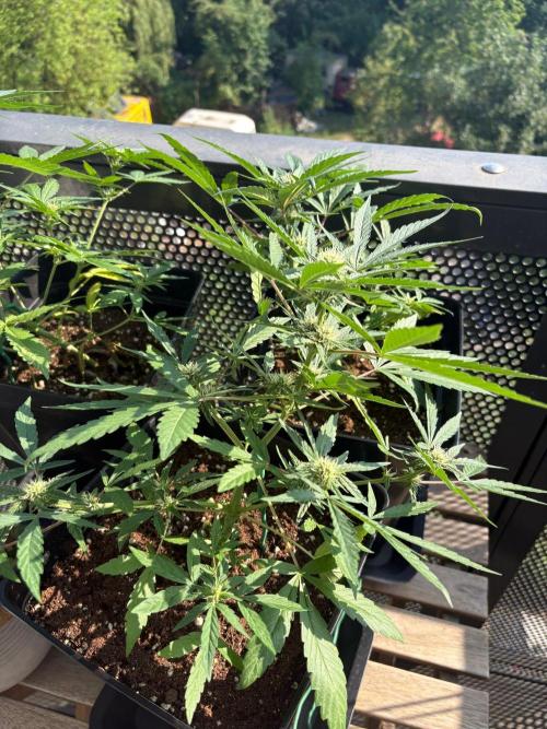 #10 – Mango Runtz. Week 7