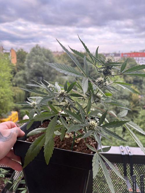 #10 – Mango Runtz. Week 7