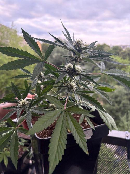 #10 – Mango Runtz. Week 7