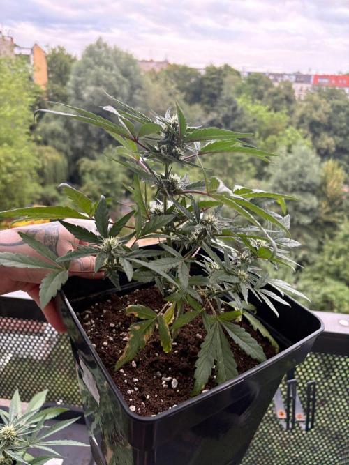 #10 – Mango Runtz. Week 7