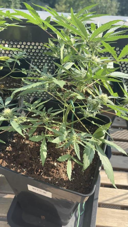 #10 – Mango Runtz