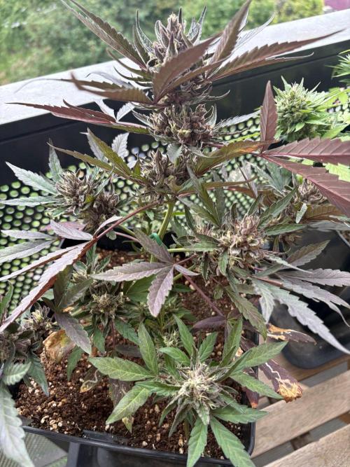#10 – Mango Runtz. Week 11