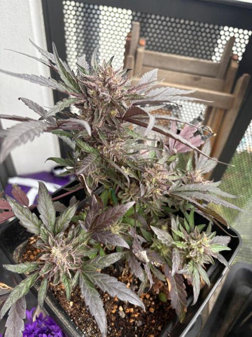 #10 – Mango Runtz. Week 11