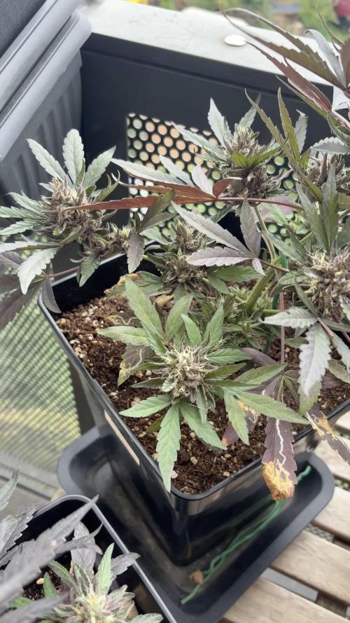 #10 – Mango Runtz