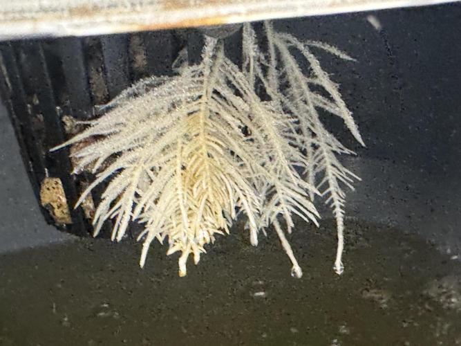 Indoor 3 x 6 closet. Week 4 - FINALLY, the roots have reached the reservoir.