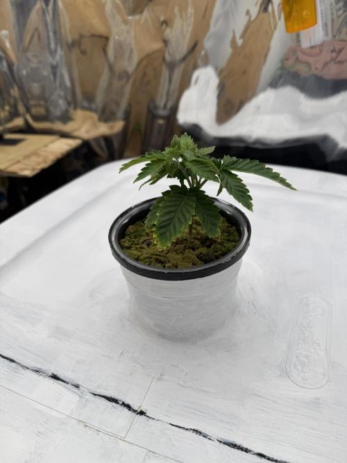 Indoor 3 x 6 closet. Week 4 - Starting to perk up and come back.