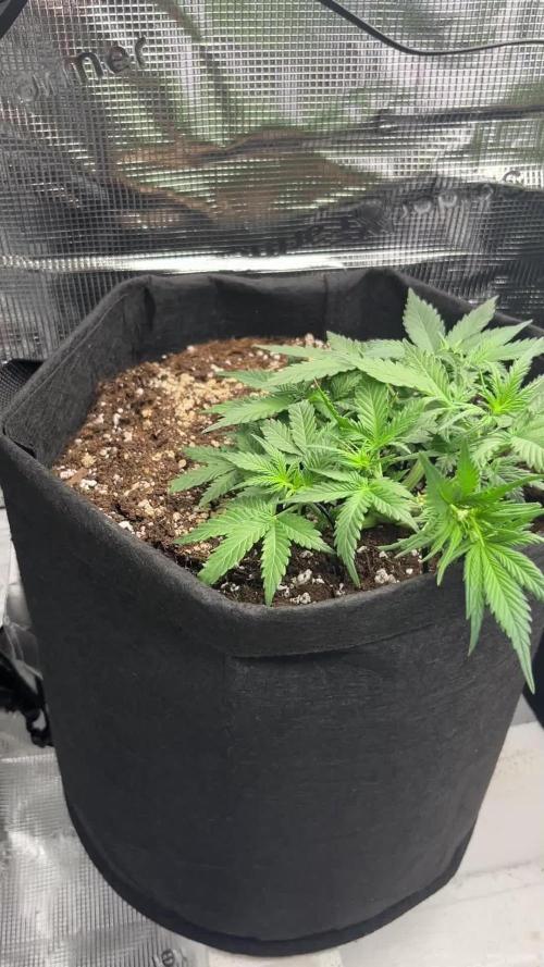 First Grow