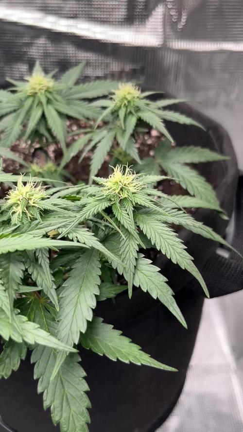 First Grow