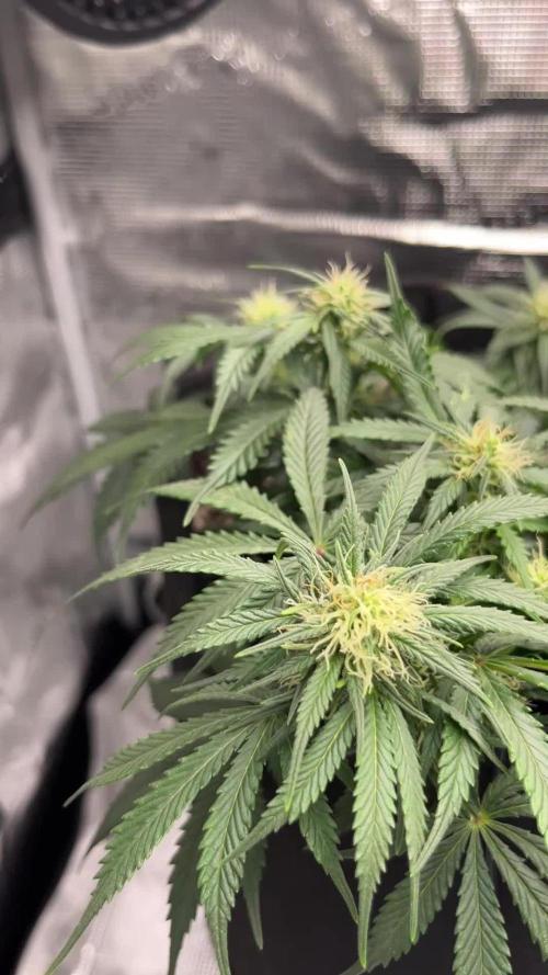 First Grow