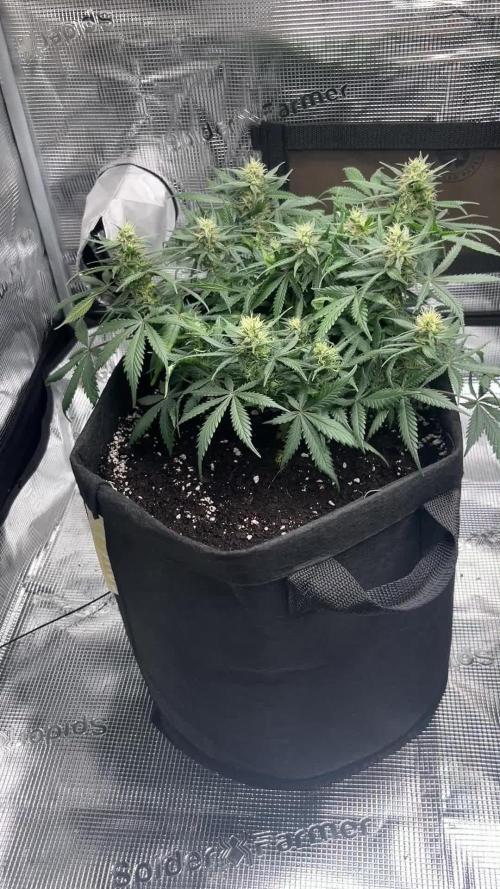 First Grow