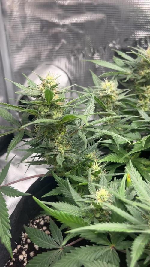 First Grow