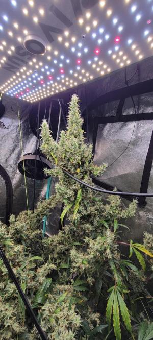 Comment by Stonerandgrower photo #1