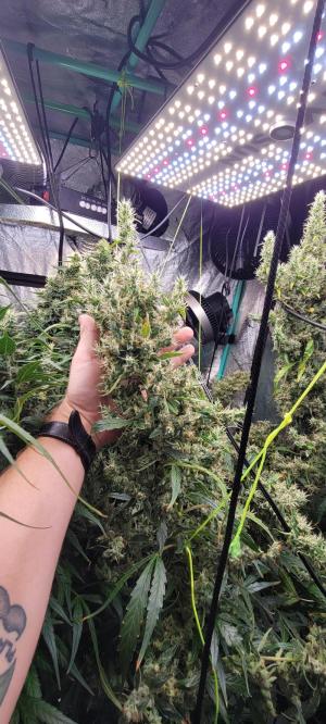 Comment by Stonerandgrower photo #2