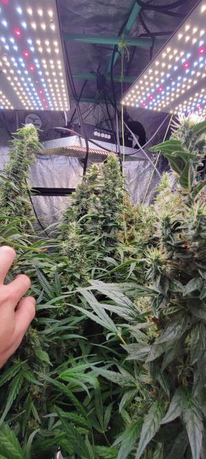 Comment by Stonerandgrower photo #3