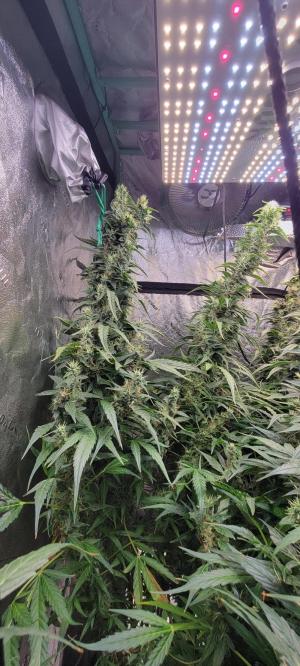 Comment by Stonerandgrower photo #4