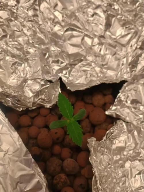 Dan's adventures in growing