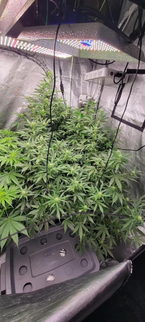 Dan's grow adventures