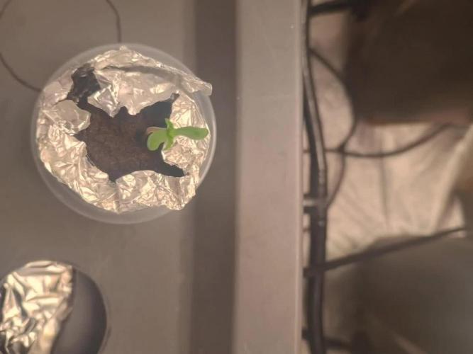 Dan's grow adventures