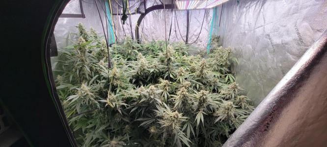 Comment by Stonerandgrower photo #1