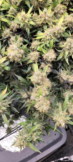 Comment by Stonerandgrower photo #2