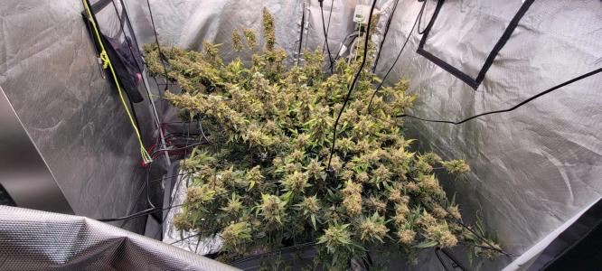 Comment by Stonerandgrower photo #3