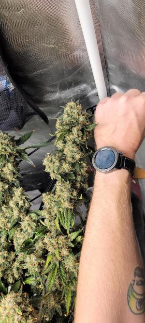 Comment by Stonerandgrower photo #4