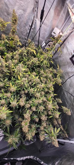 Comment by Stonerandgrower photo #5