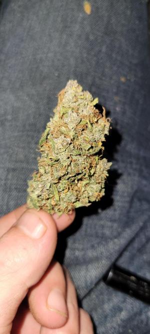 Comment by Stonerandgrower photo #1