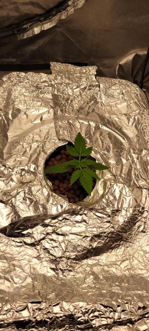 Comment by Stonerandgrower photo #1