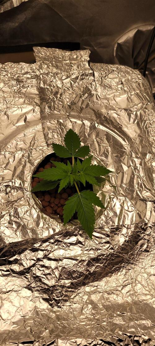 Dan's adventures in growing. Week 2