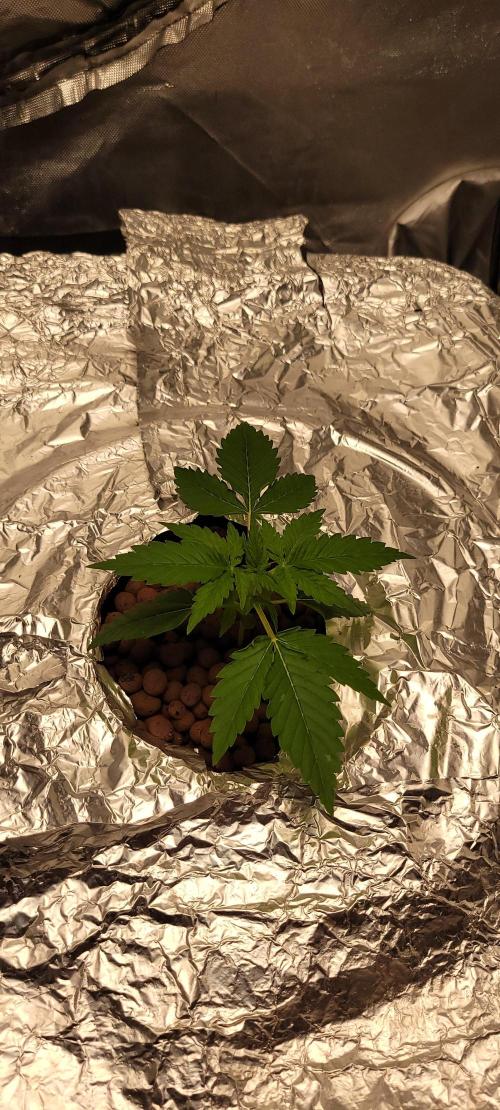 Dan's adventures in growing. Week 2