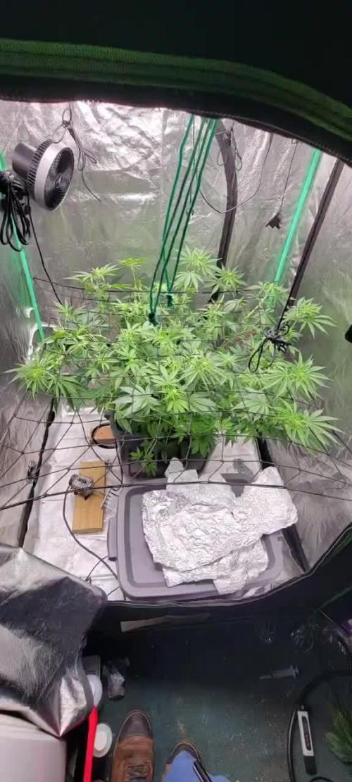 Dan's grow adventures