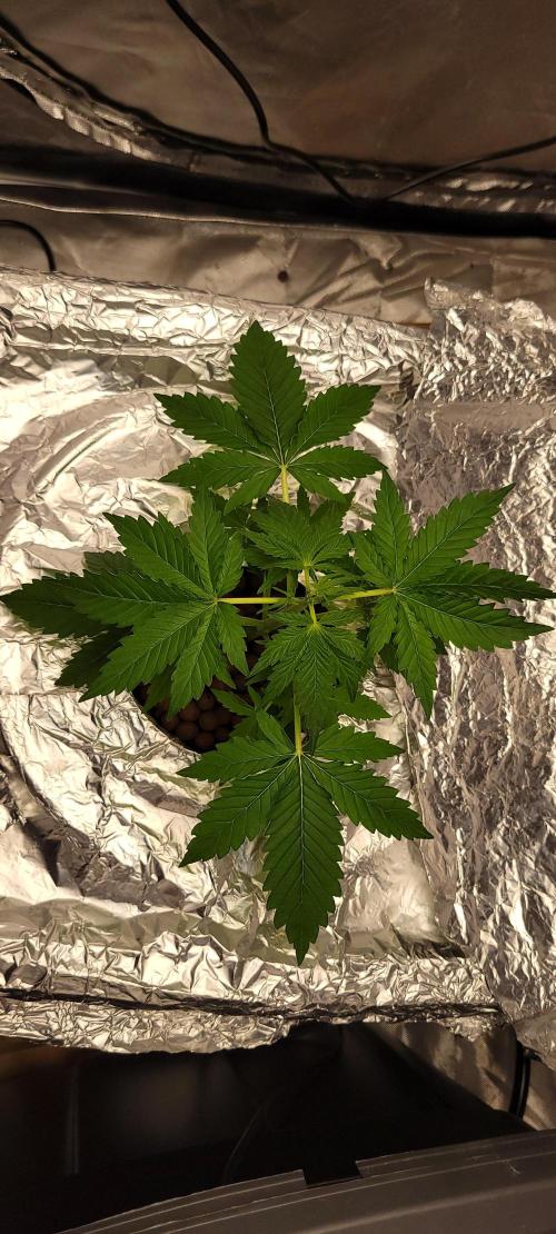 Dan's adventures in growing. Week 3