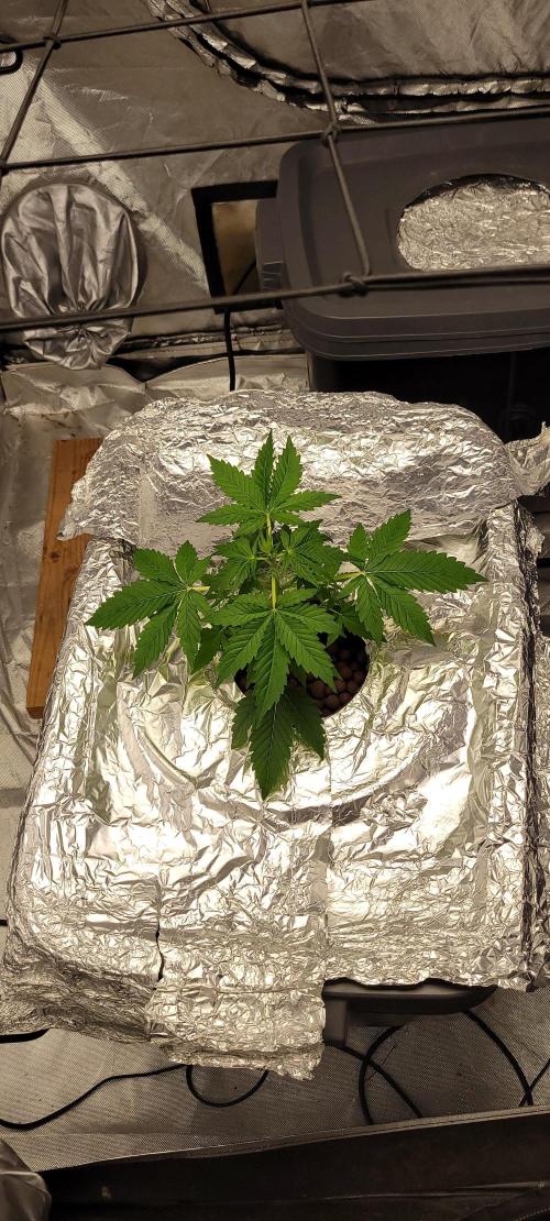 Dan's adventures in growing. Week 3