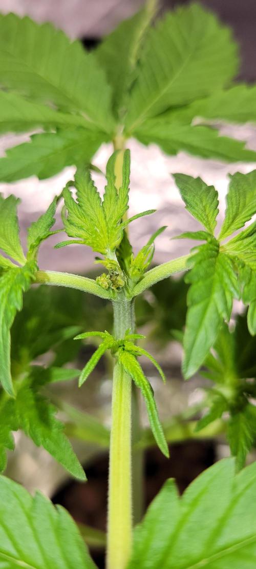 Dan's adventures in growing. Week 3