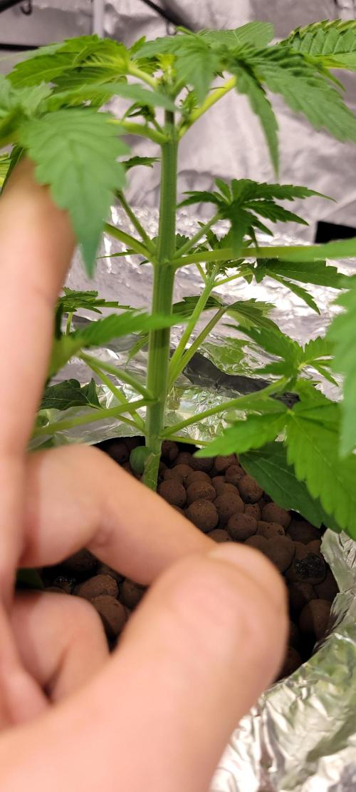 Dan's adventures in growing. Week 3